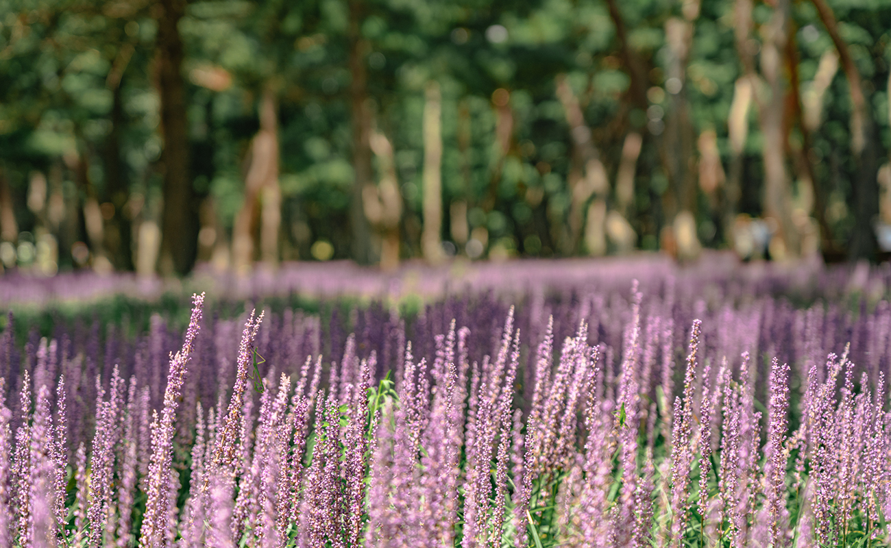 에버랜드 협업 조경 특화 